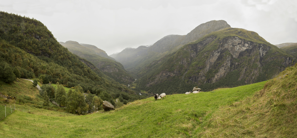 Noen sauer beiter på et grønt gress foran store fjell. Foto